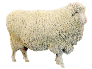 ovca-merinos